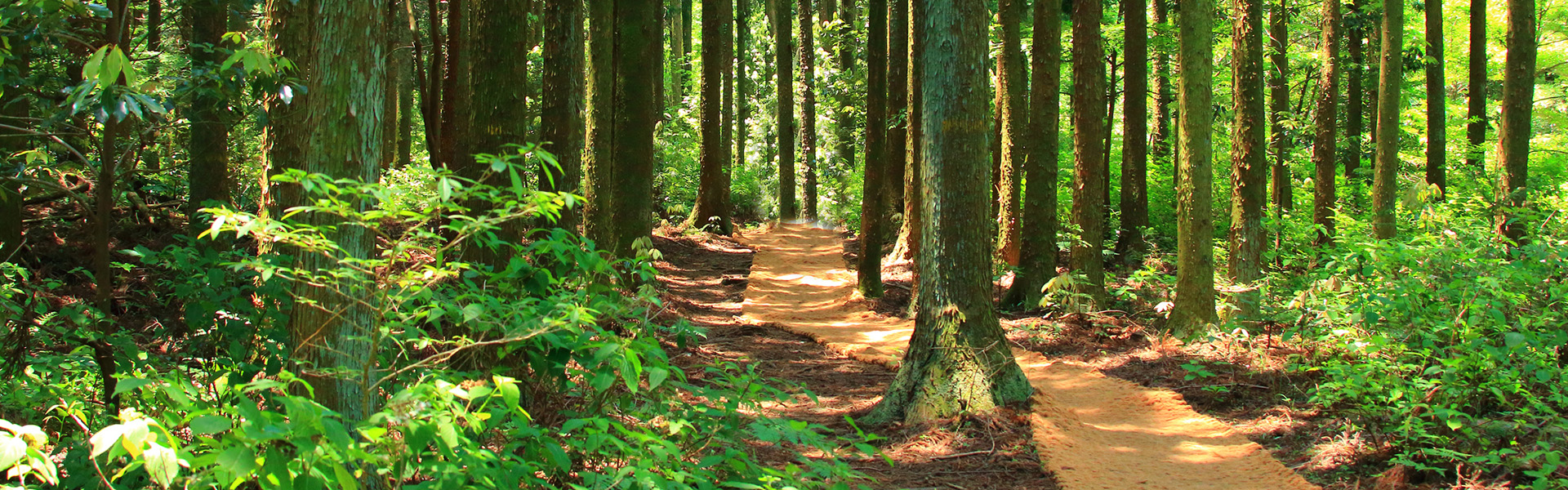 Pathway surrounded by trees Photo of pathway surrounded by trees