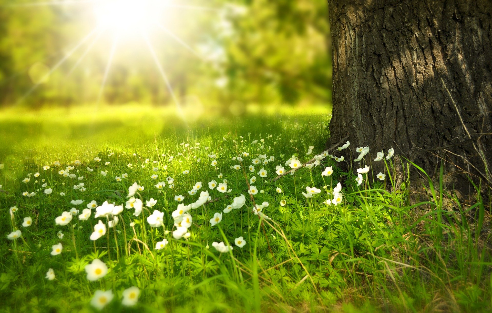 Photo of sun, grass, and flowers