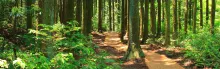 Photo of pathway surrounded by trees