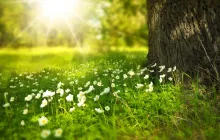Photo of sun, grass, and flowers