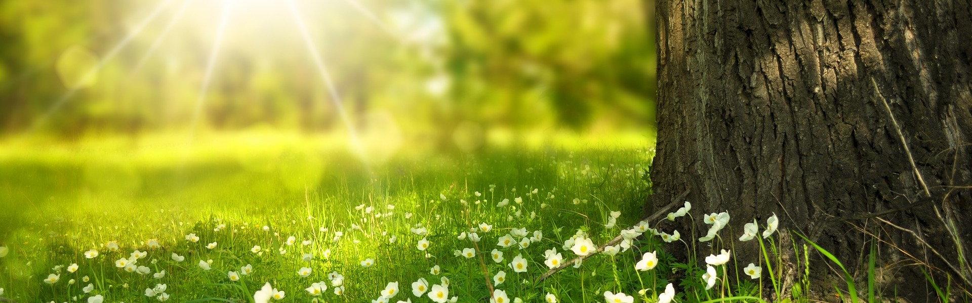 Photo of sun, grass, and flowers